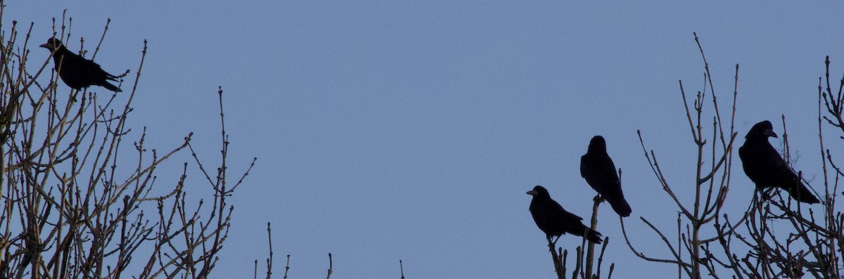 Ekin Kargası - ML646060642