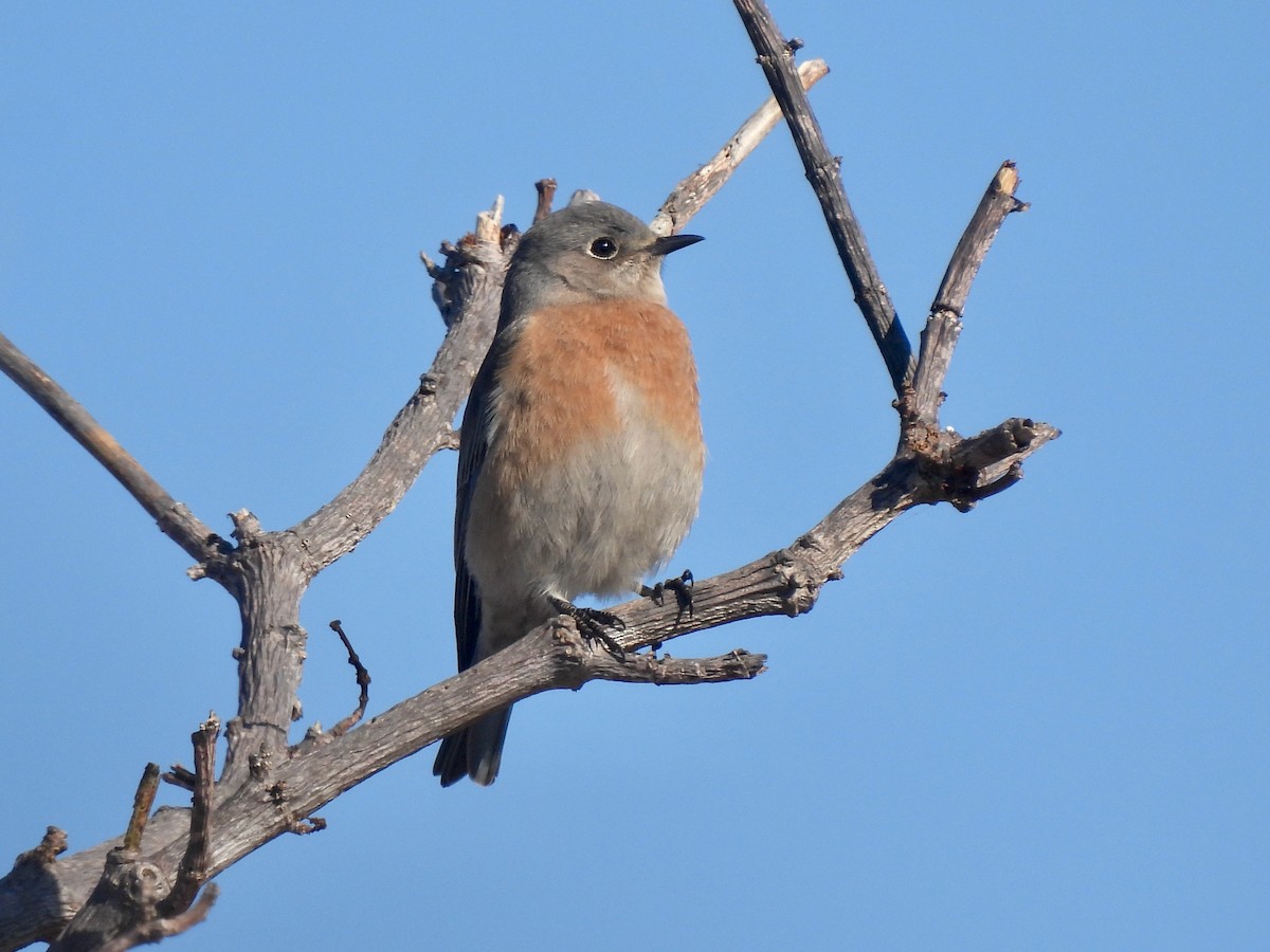 Western Bluebird - ML646060645