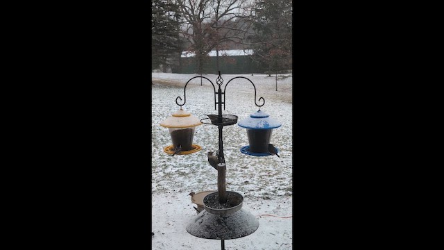 hýl rudoprsý - ML646060659