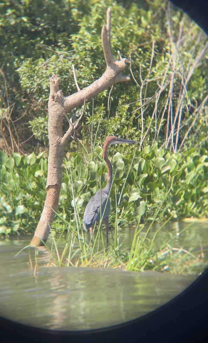 Goliath Heron - ML646060662