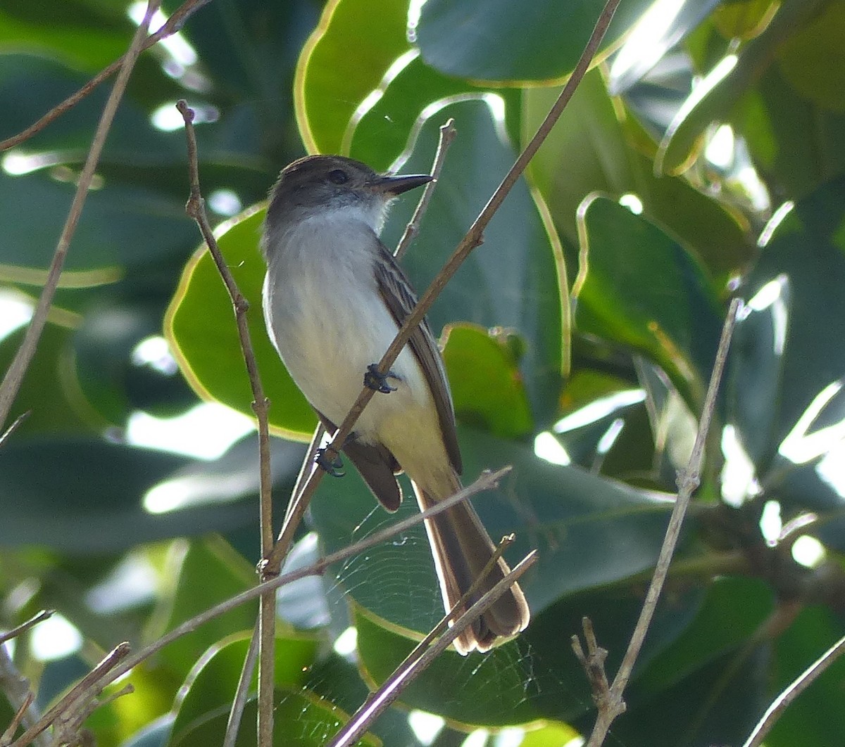 La Sagra's Flycatcher - ML646060664