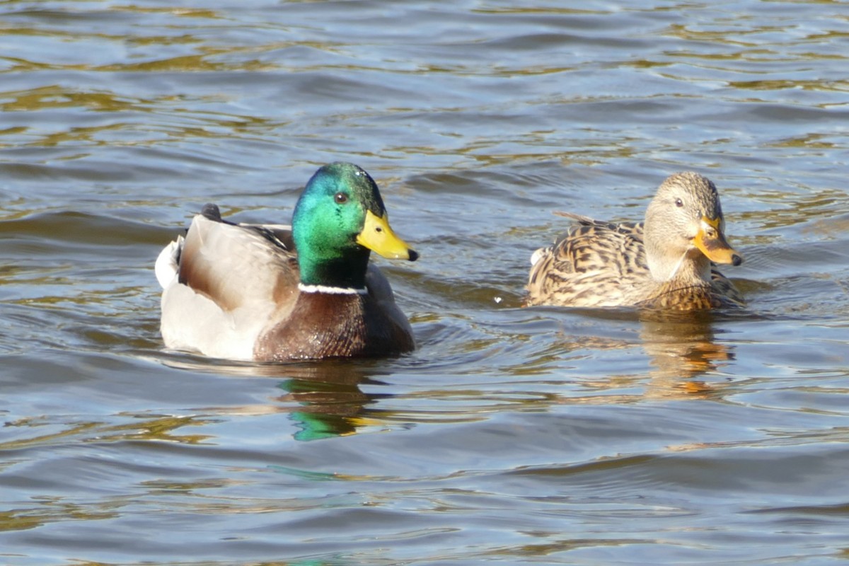 Mallard - ML646060668