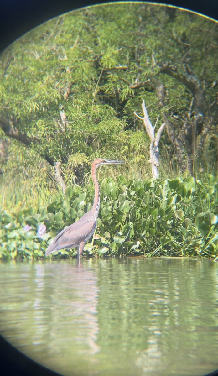 Goliath Heron - ML646060669