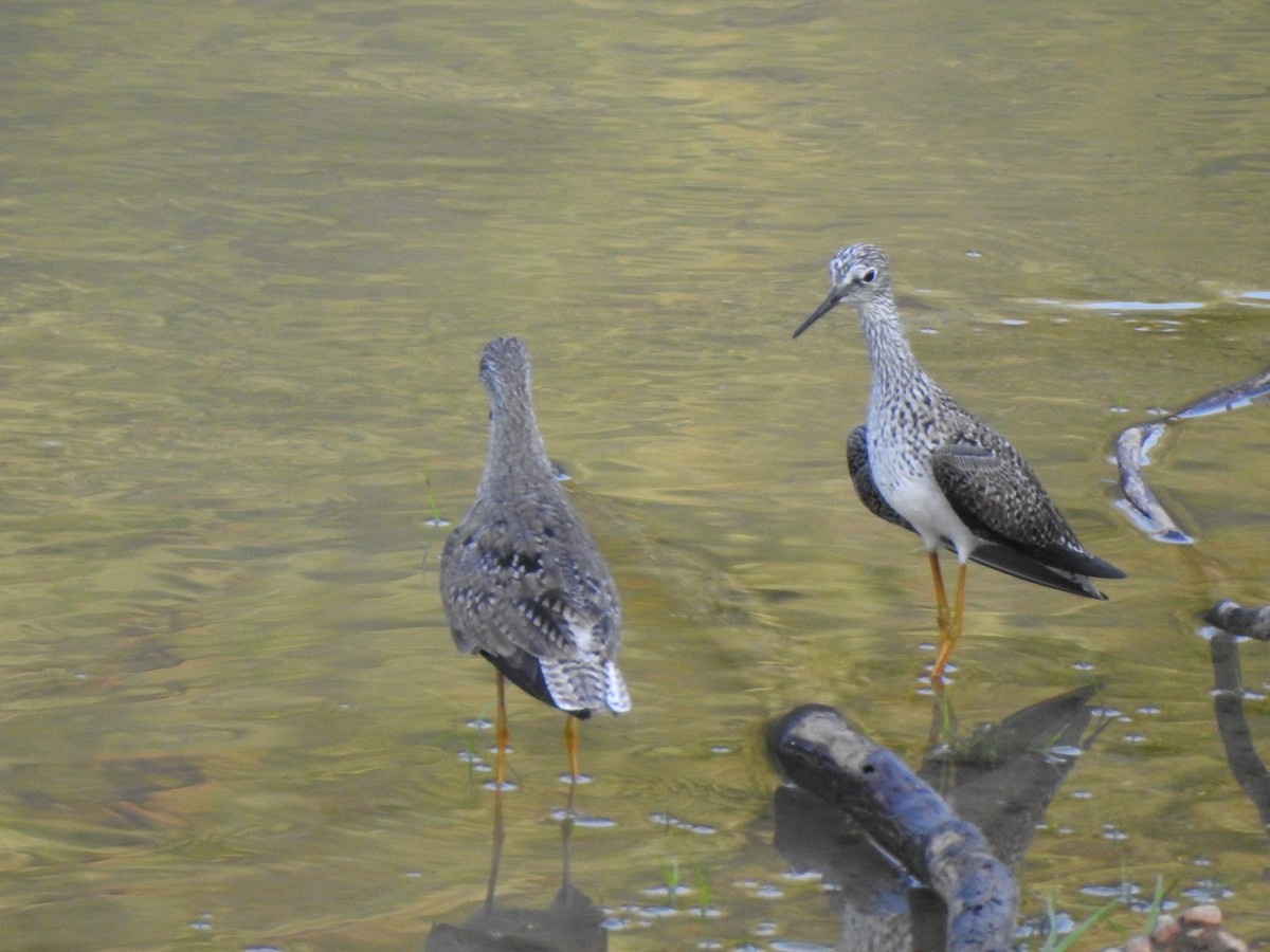 Lesser Yellowlegs - ML646060676