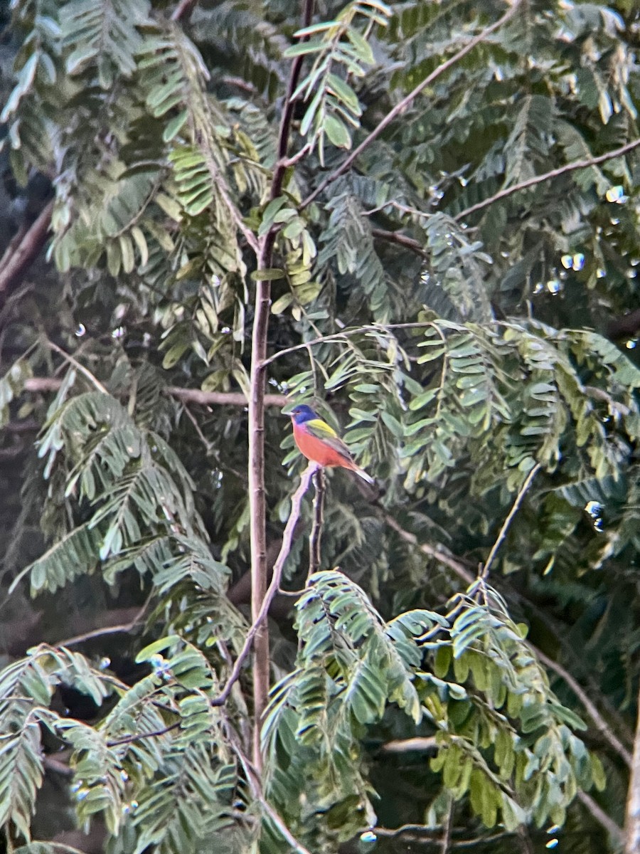 Painted Bunting - ML646060694