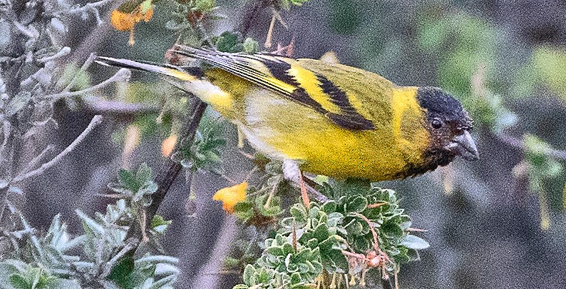 sørsisik - ML646060699