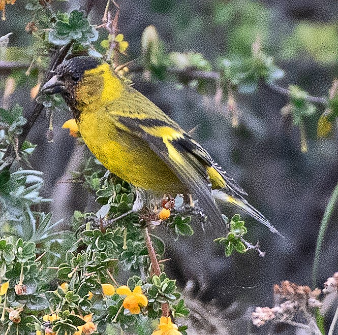 sørsisik - ML646060701