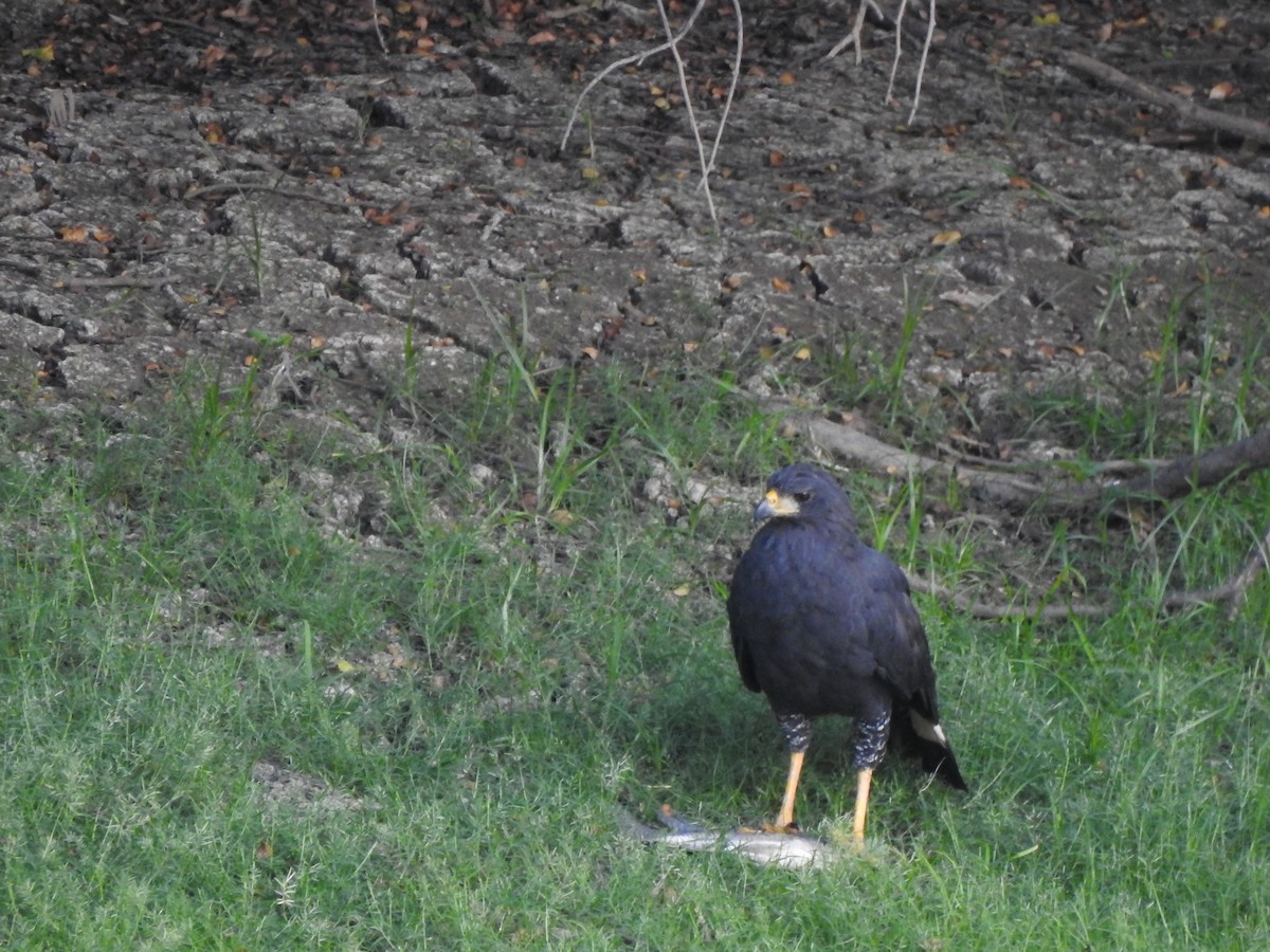 Great Black Hawk - ML646060704