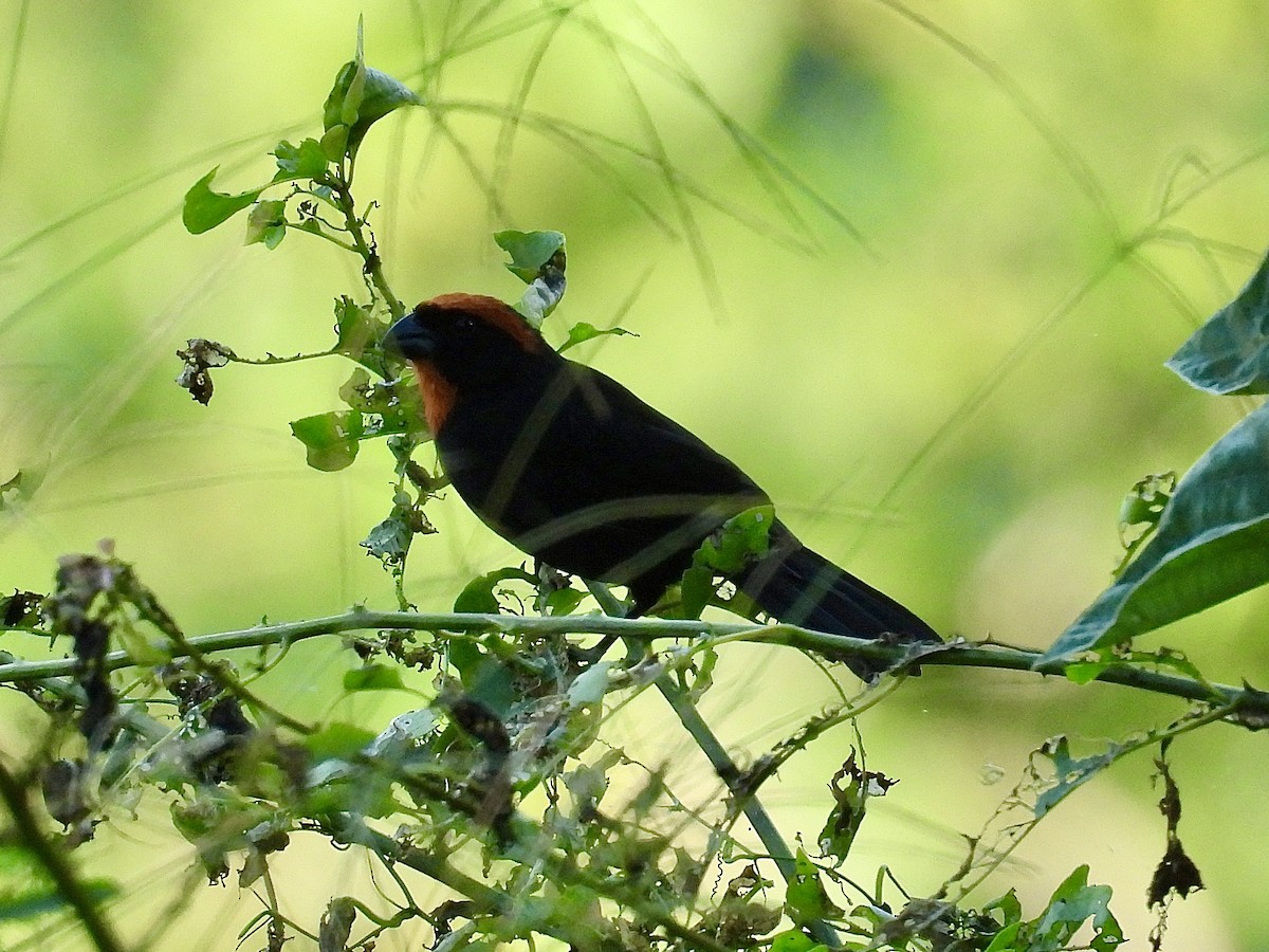 Puerto Rican Bullfinch - ML646060709