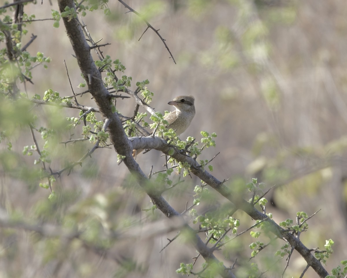 Red-tailed Shrike - ML646060710