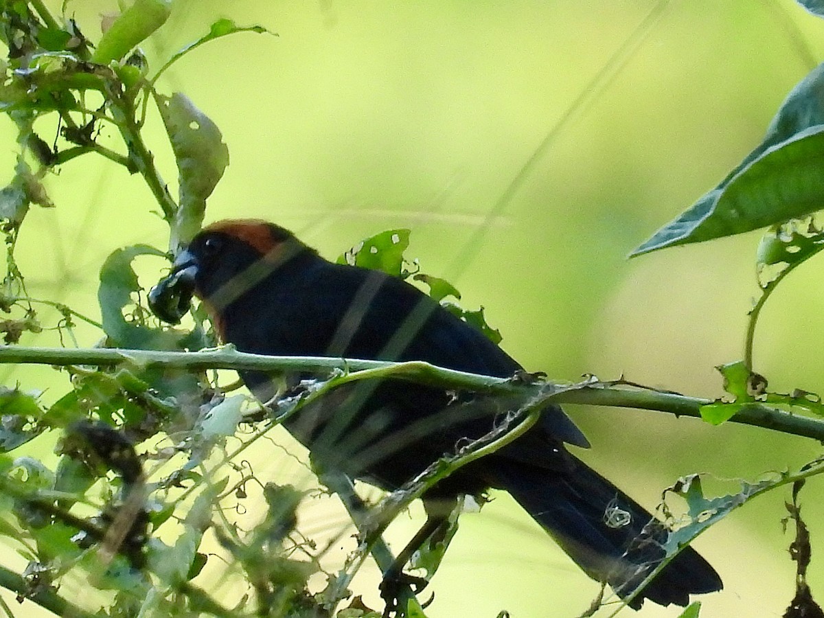 Puerto Rican Bullfinch - ML646060711