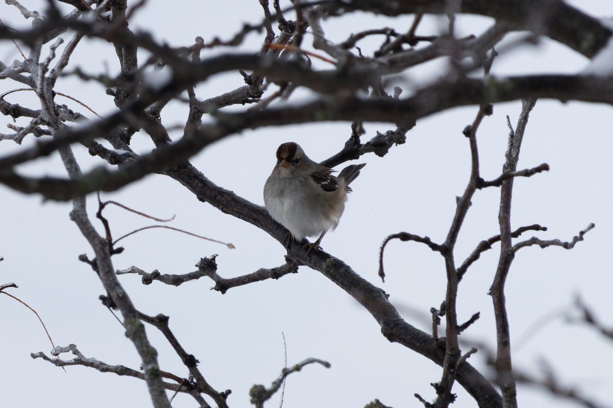 White-crowned Sparrow - ML646060712