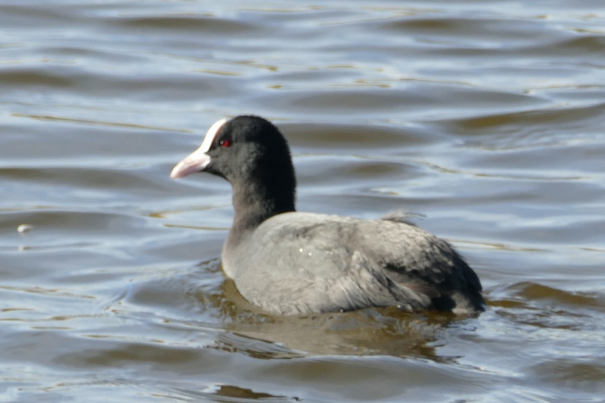 Eurasian Coot - ML646060714