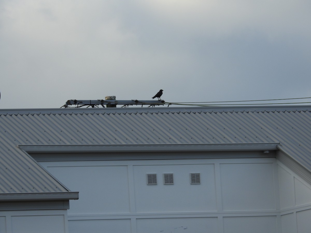 Torresian Crow - ML646060718