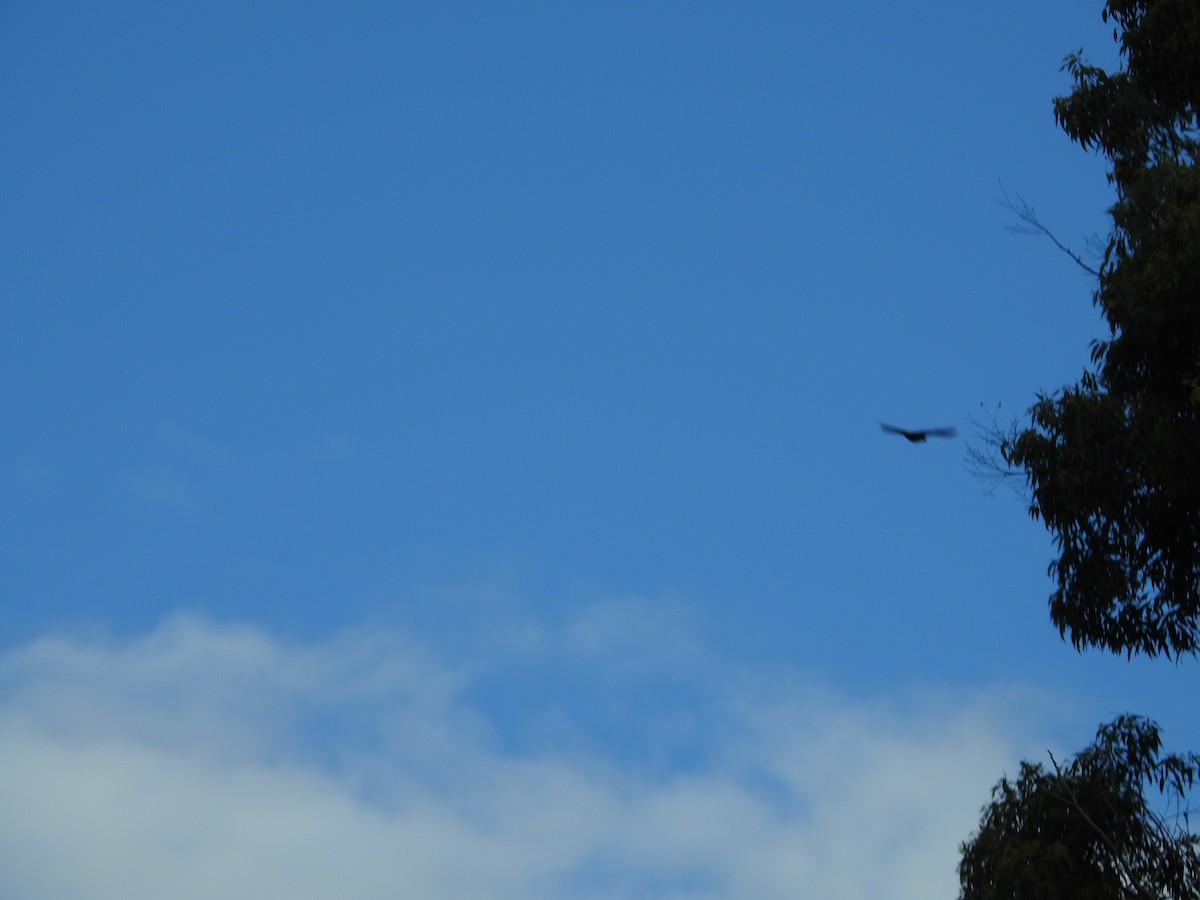 Torresian Crow - ML646060721