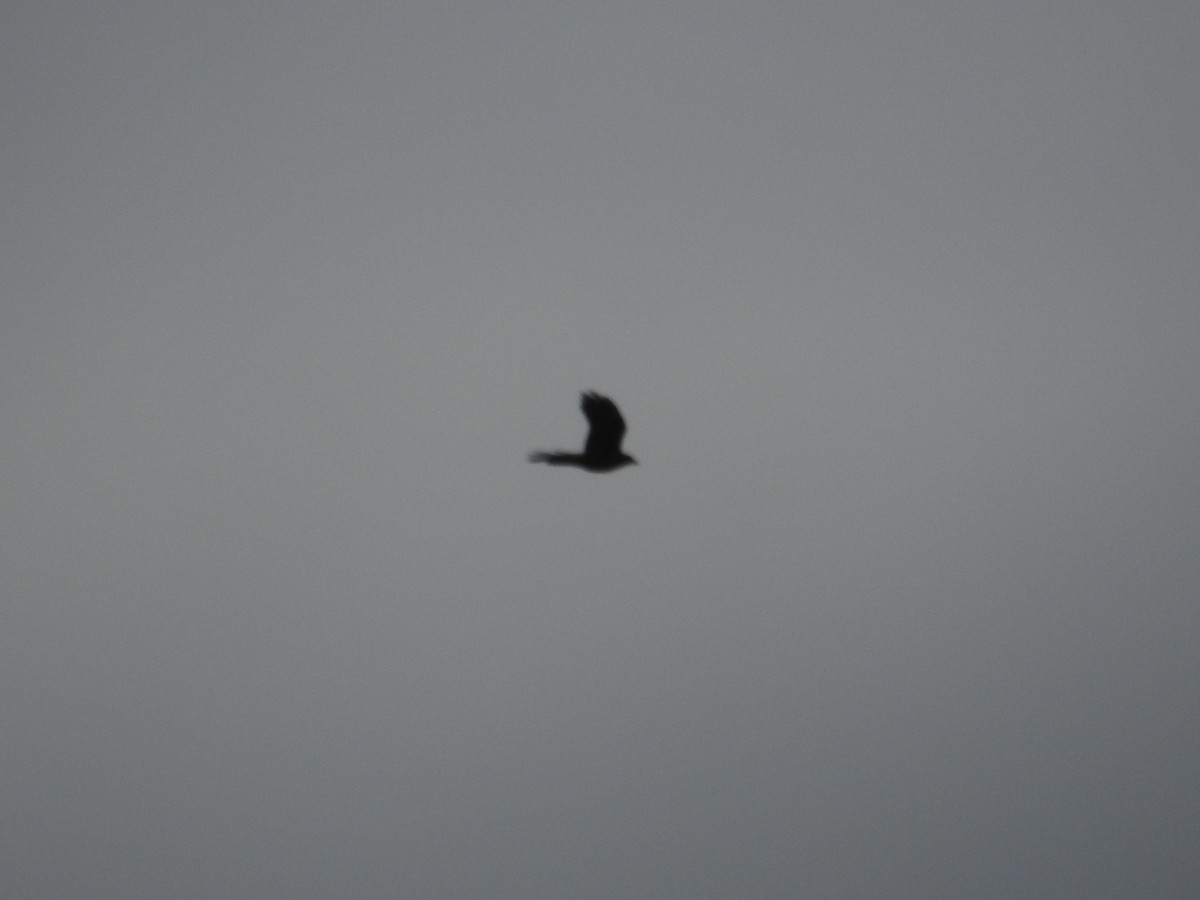 Torresian Crow - ML646060723