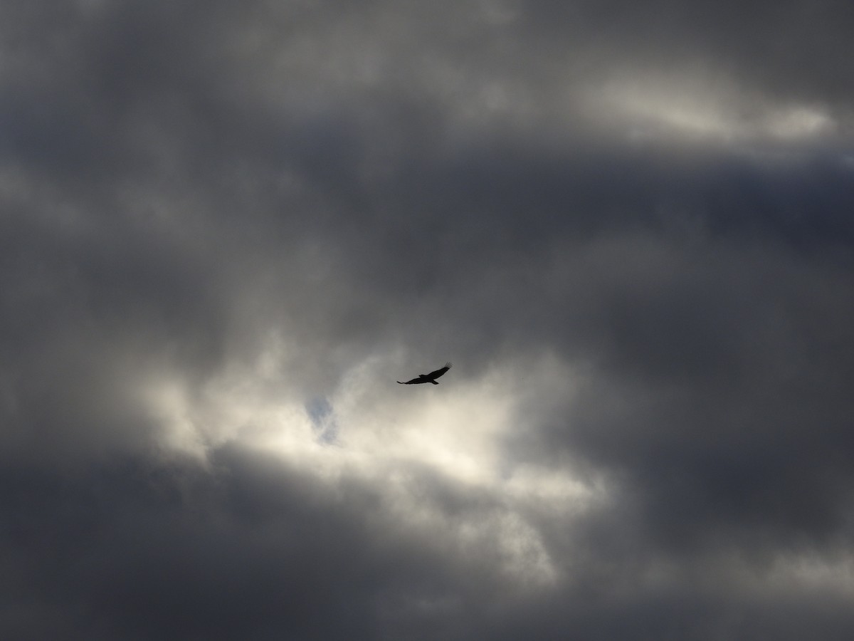 Torresian Crow - ML646060724