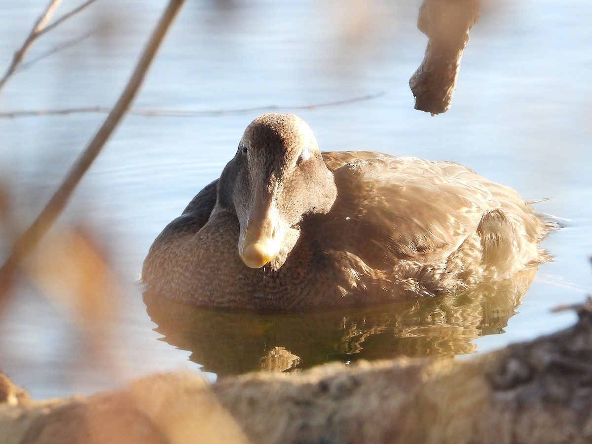 Common Eider - ML646060725