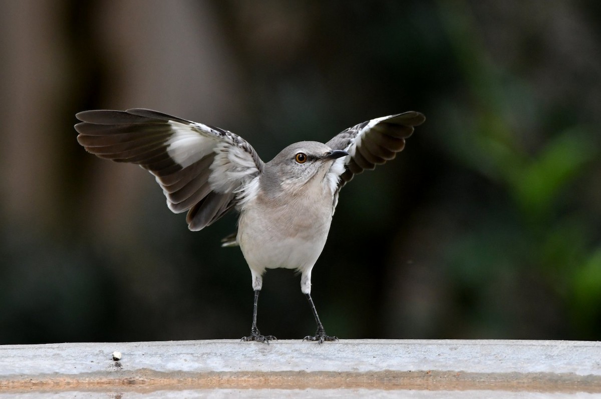 Northern Mockingbird - ML646060726