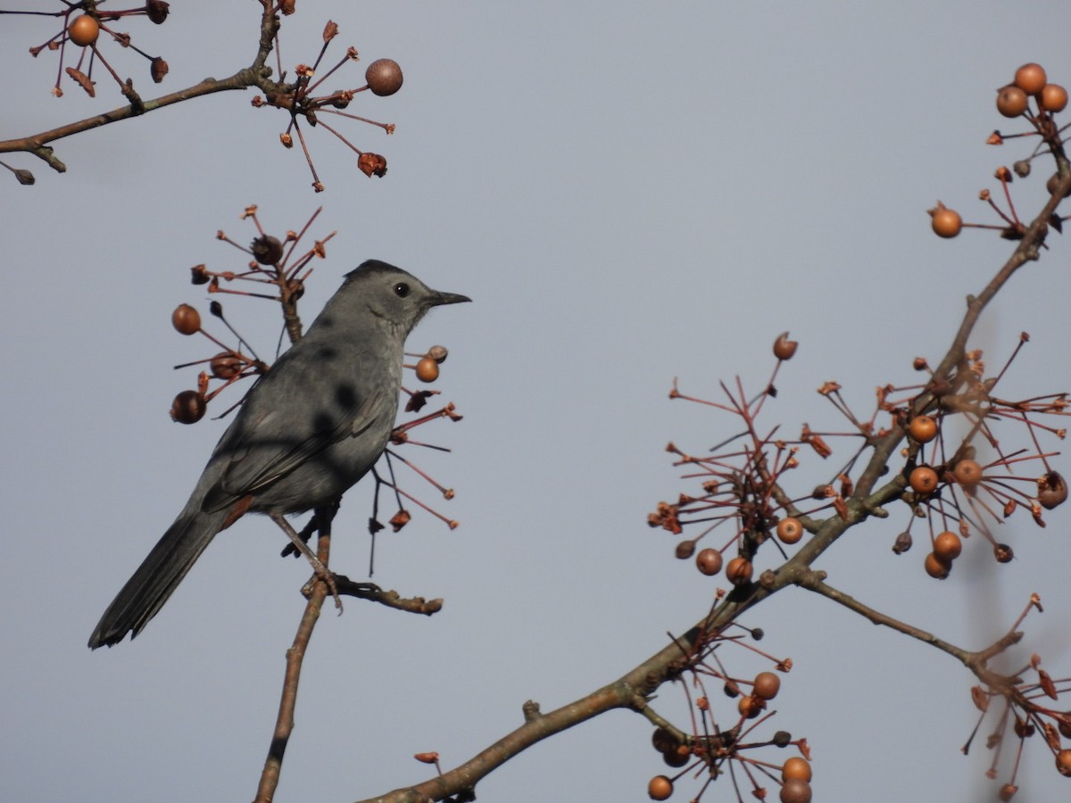 Пересмішник сірий - ML646060729