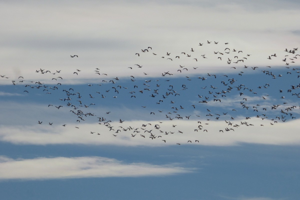 Ánsar Nival - ML646060730