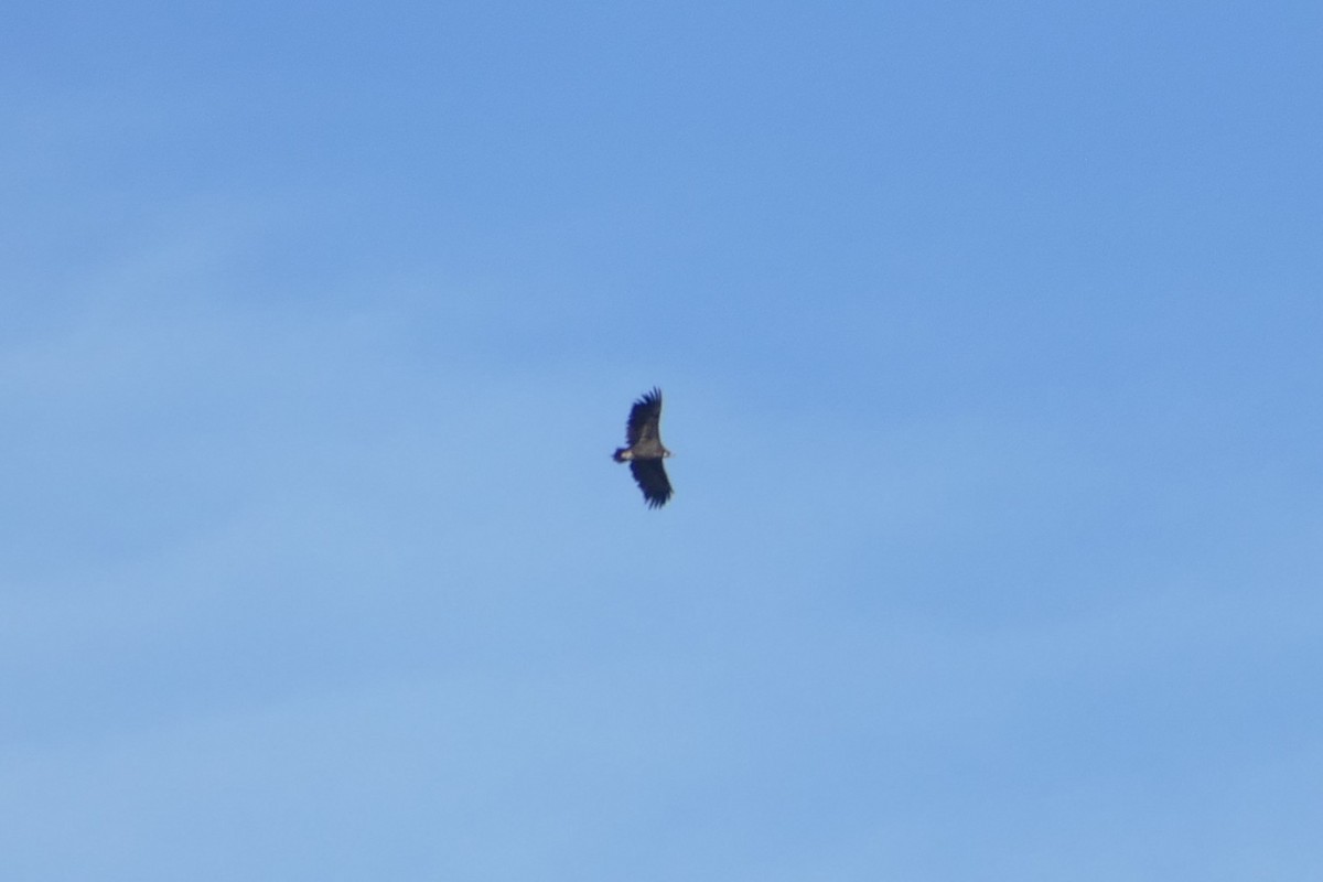 Sai beltza - ML646060736