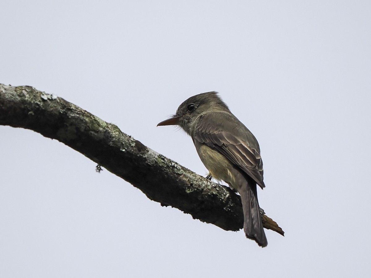 Greater Pewee - ML646060737