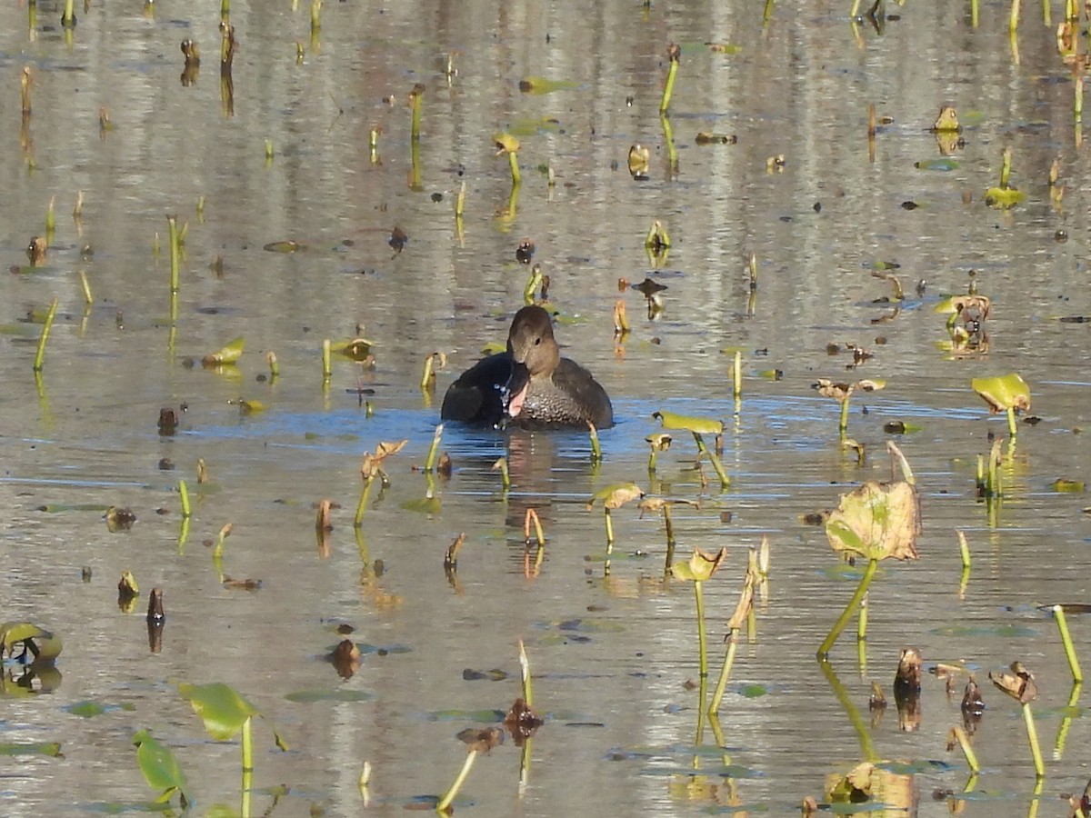 オカヨシガモ - ML646060743