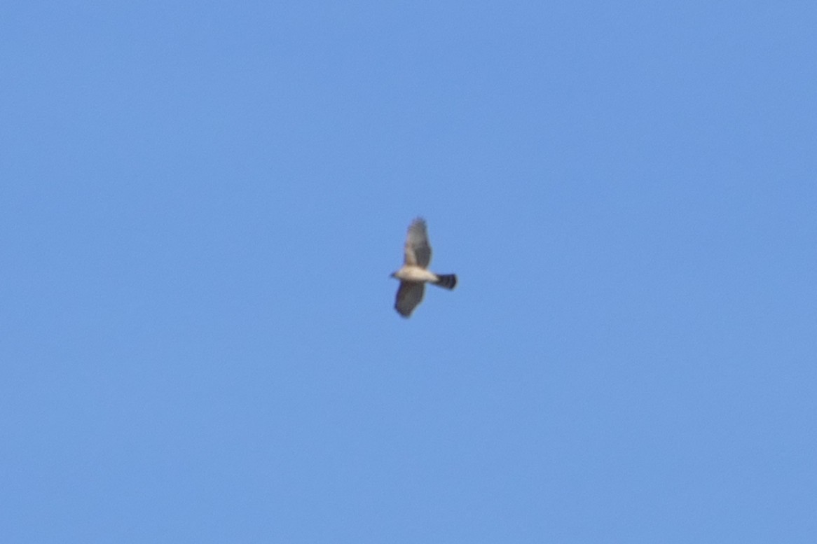 Çakır - ML646060751