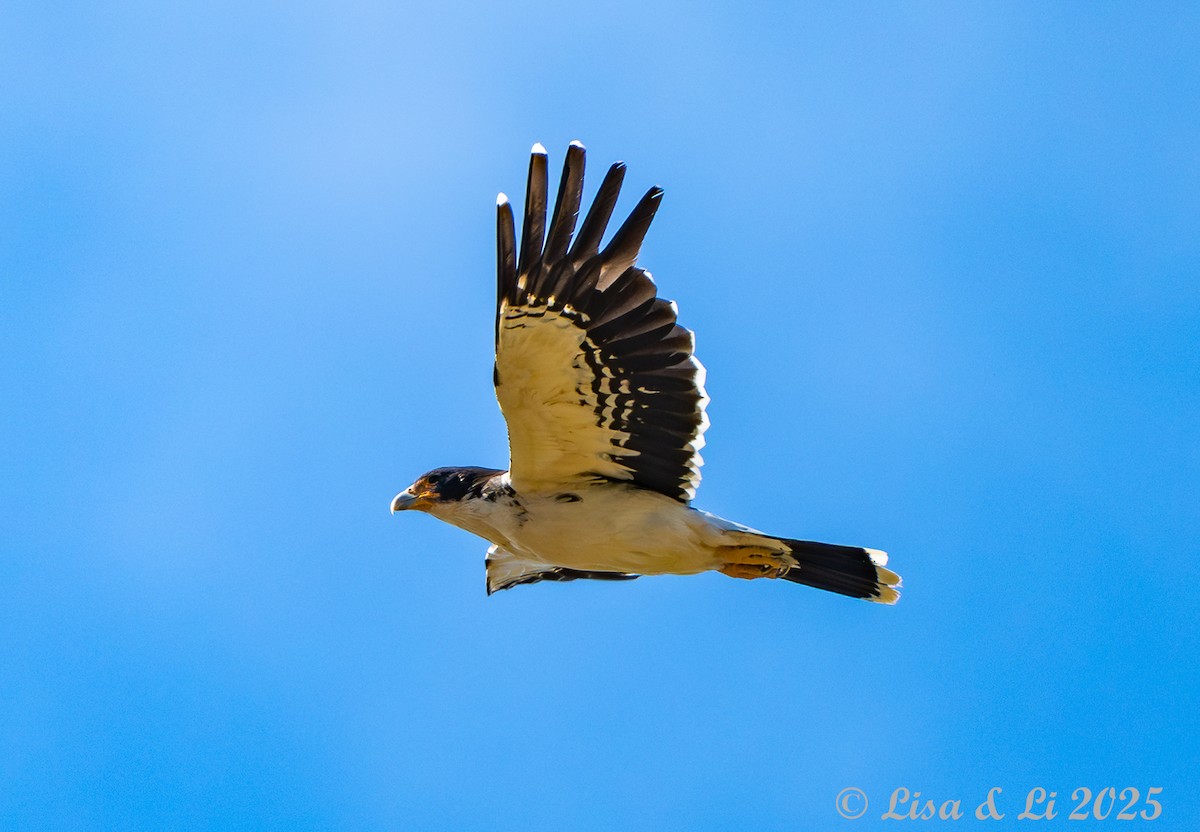 White-throated Caracara - ML646060753