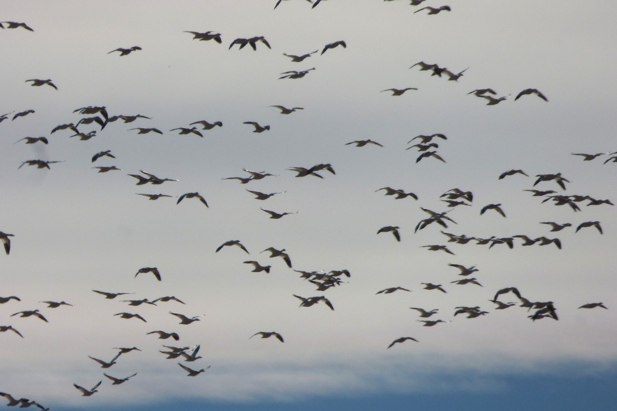 Ánsar Nival - ML646060755