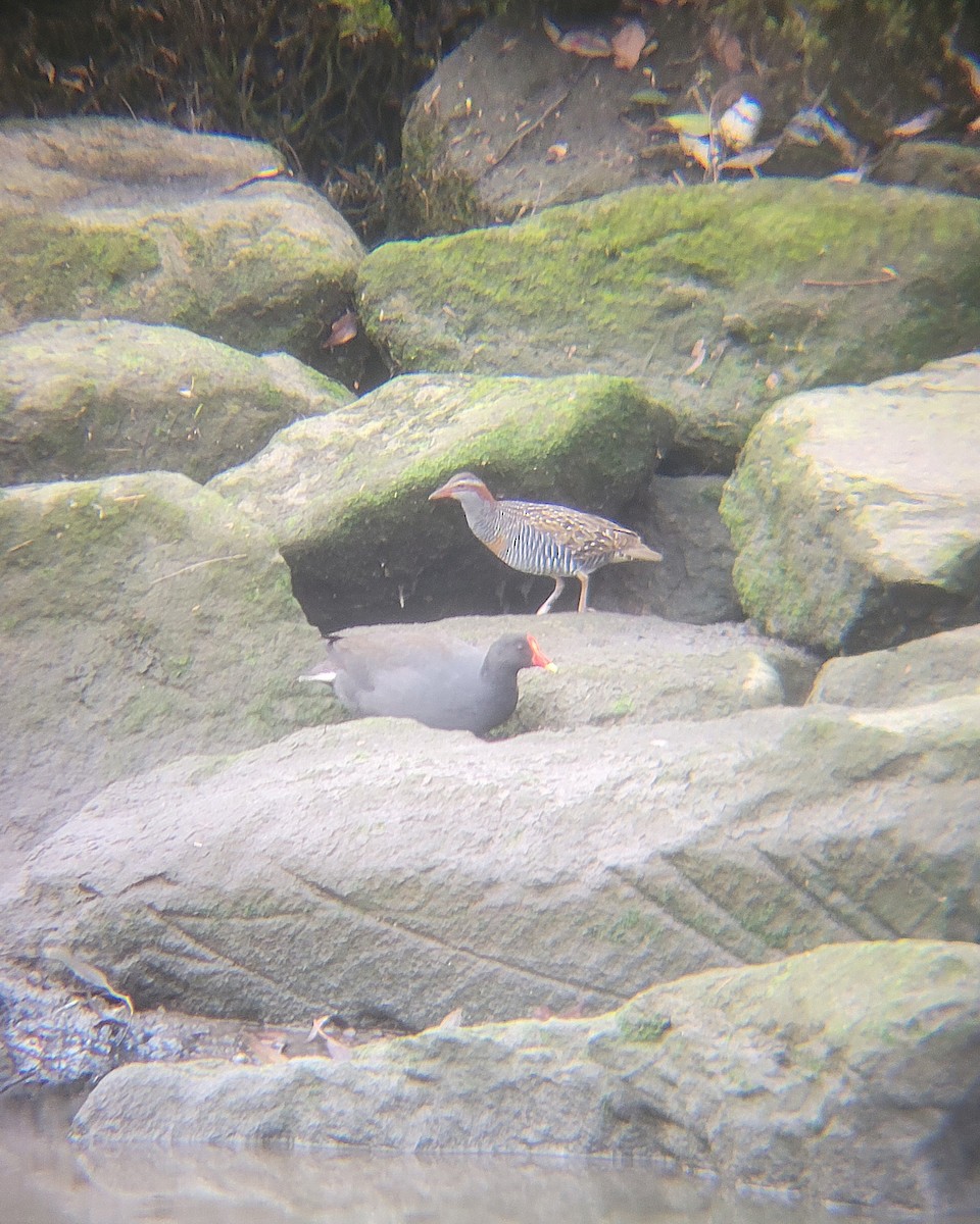 Buff-banded Rail - ML646060769