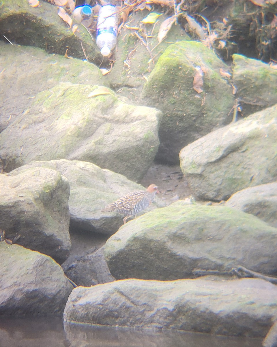 Buff-banded Rail - ML646060770