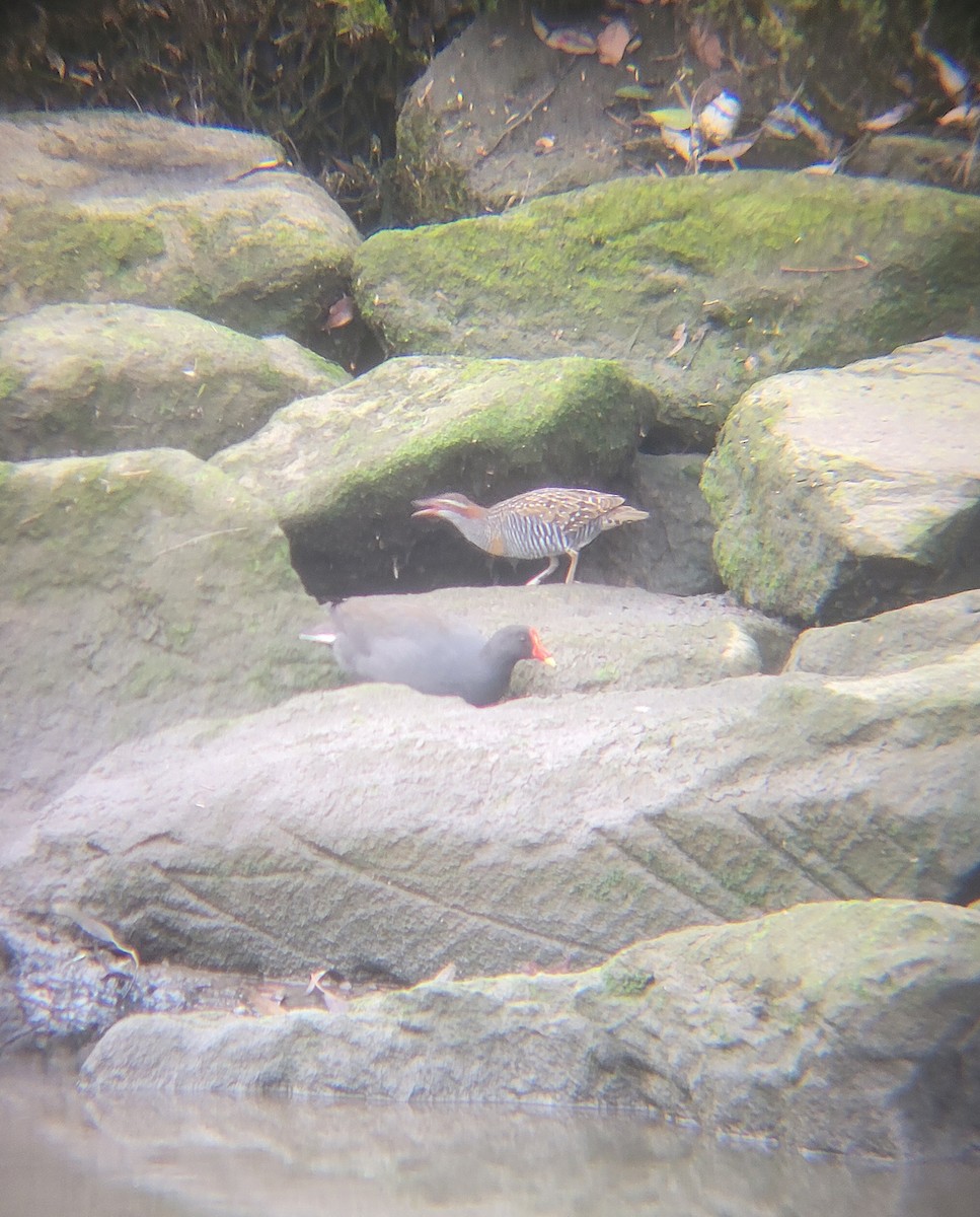 Buff-banded Rail - ML646060771