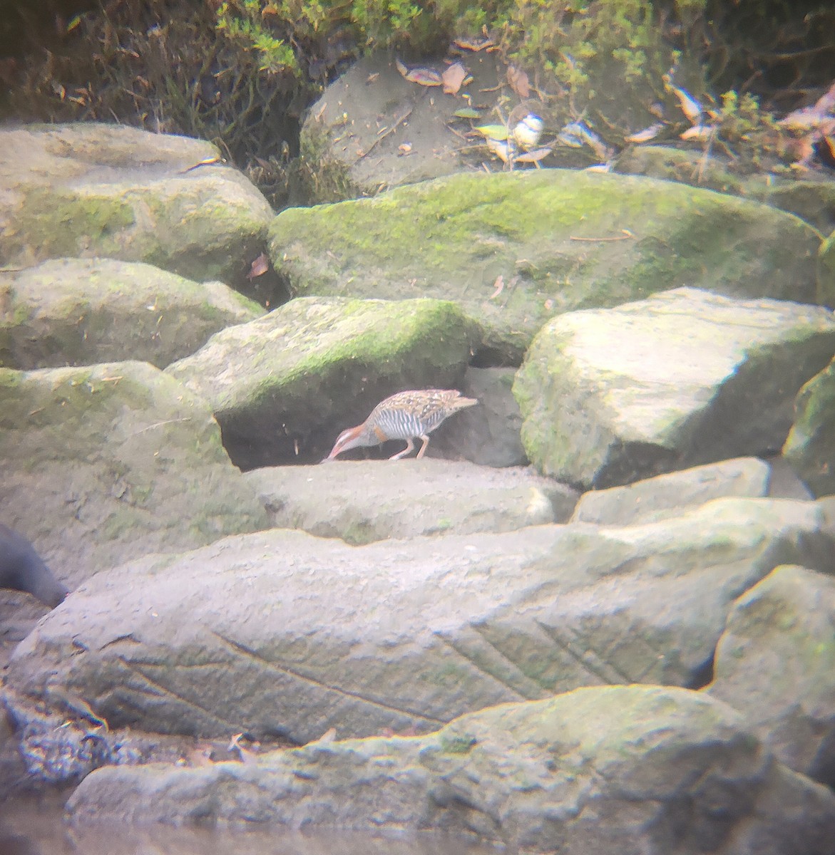 Buff-banded Rail - ML646060772