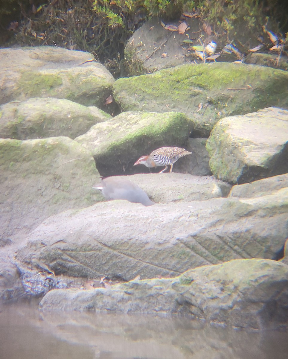 Buff-banded Rail - ML646060774