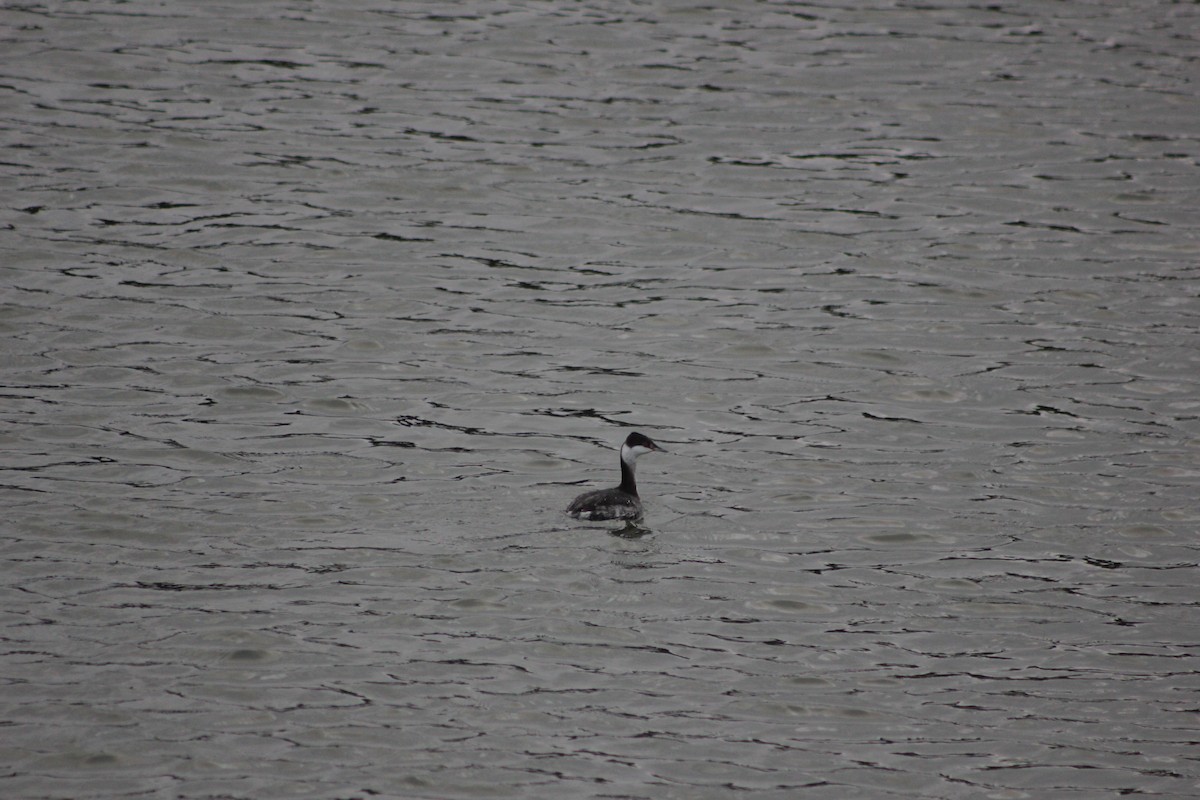 Horned Grebe - ML646060777