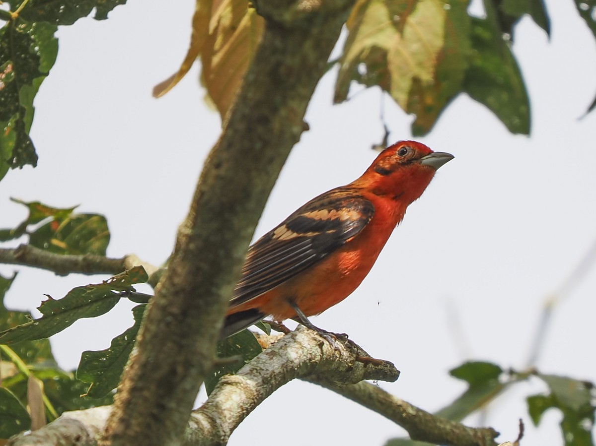 Flame-colored Tanager - ML646060780