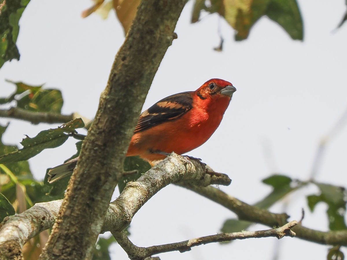 Flame-colored Tanager - ML646060782
