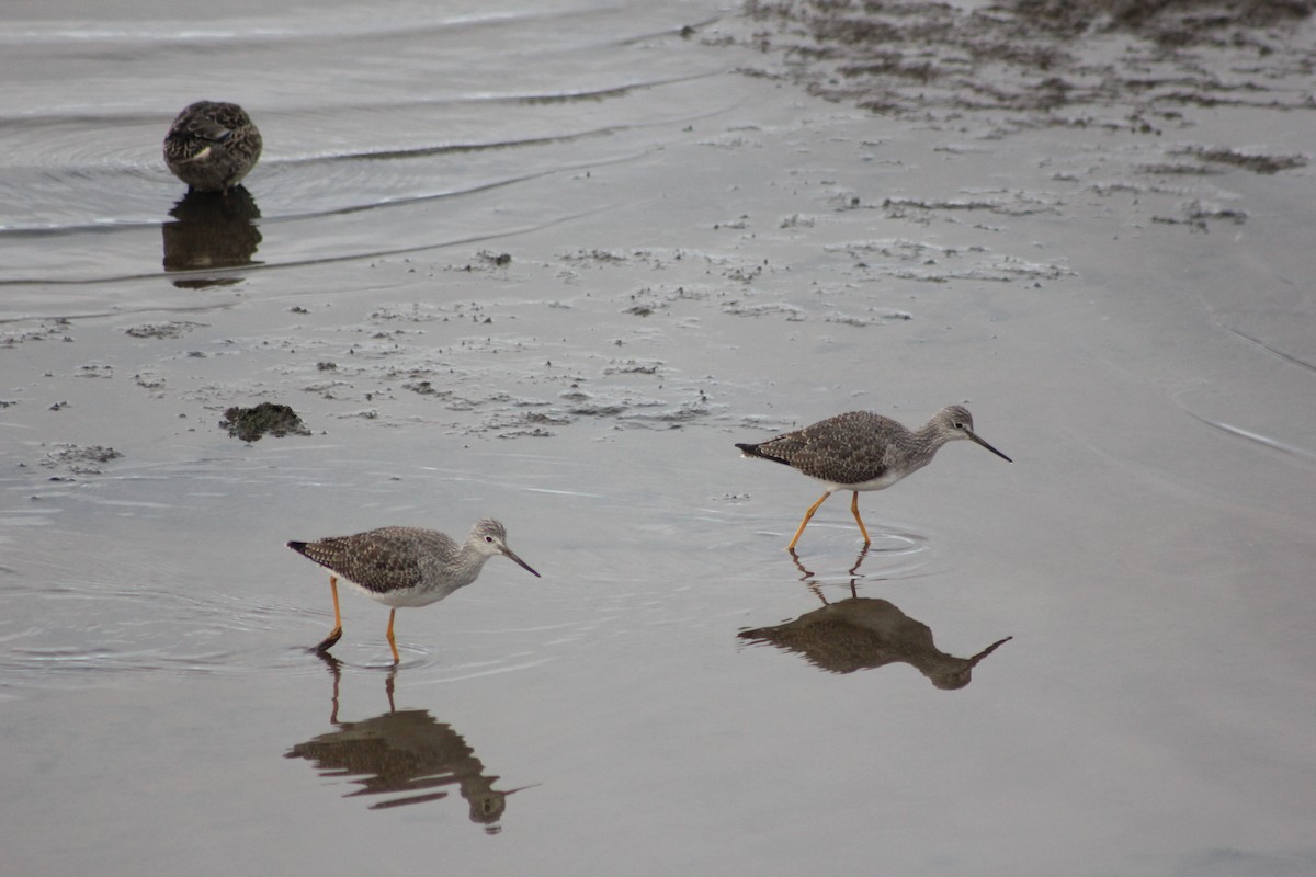 Greater Yellowlegs - ML646060784