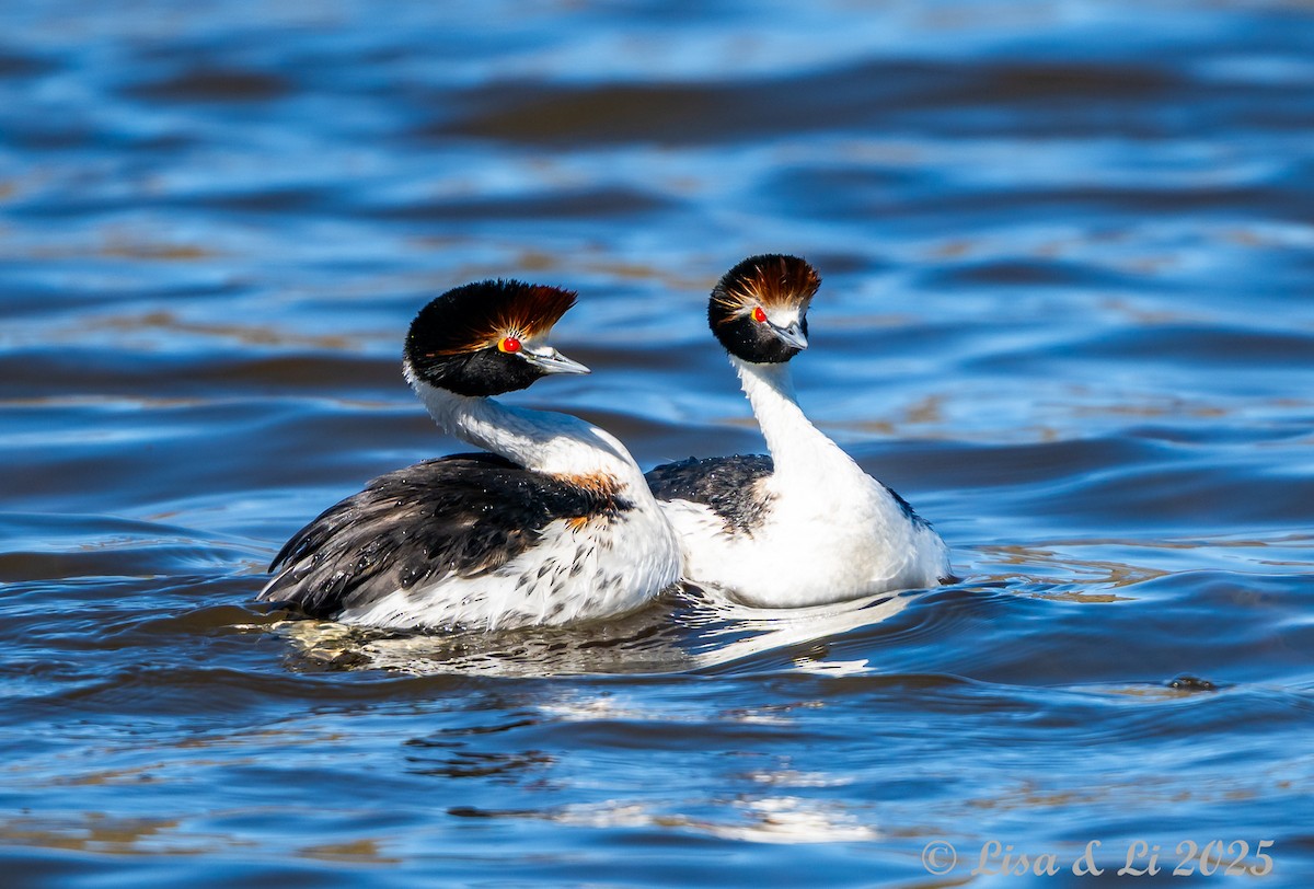 Hooded Grebe - ML646060785