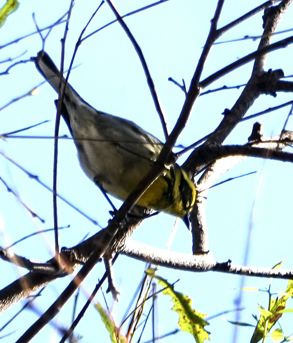 Townsend's Warbler - ML646060786