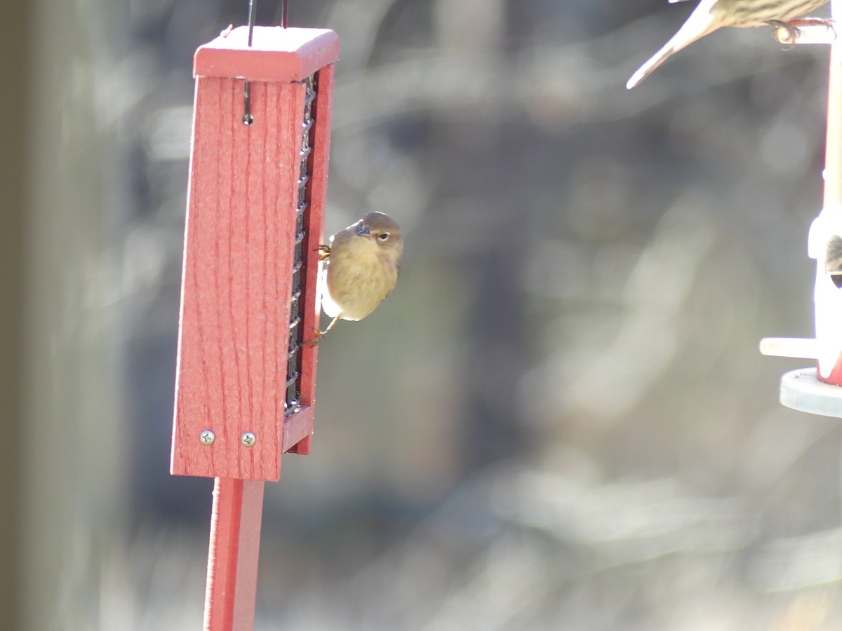 Pine Warbler - ML646060789