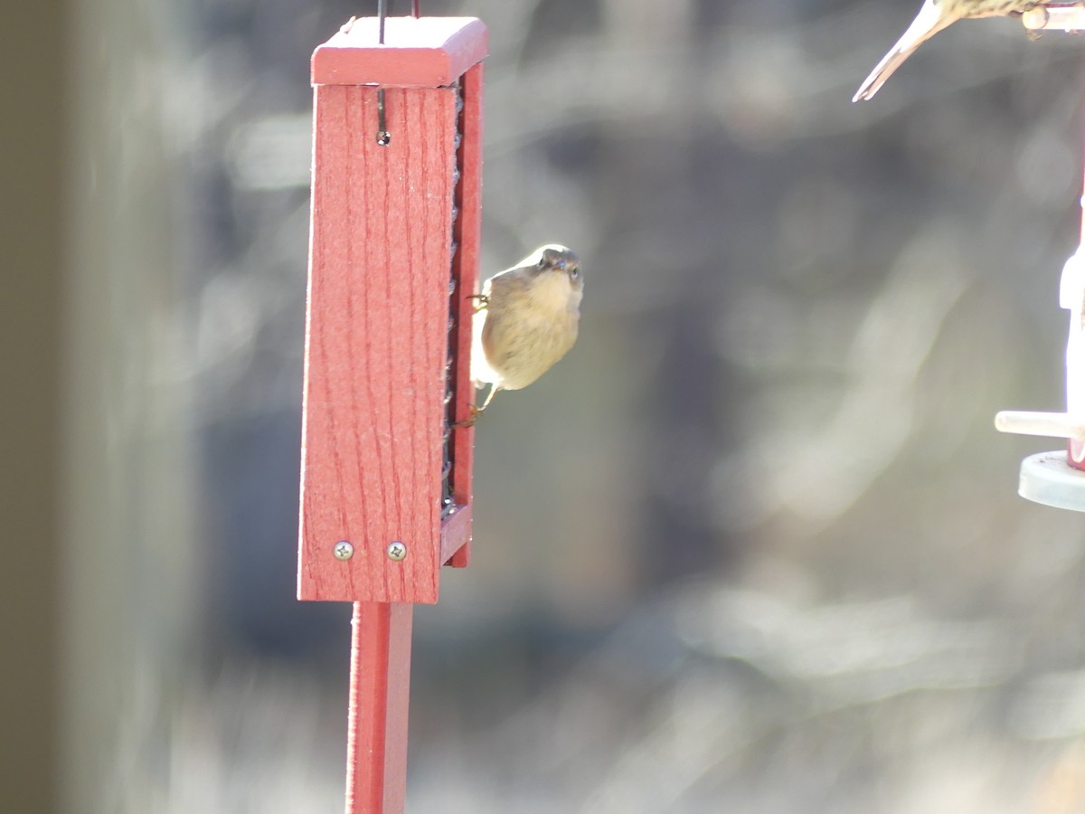 Pine Warbler - ML646060790