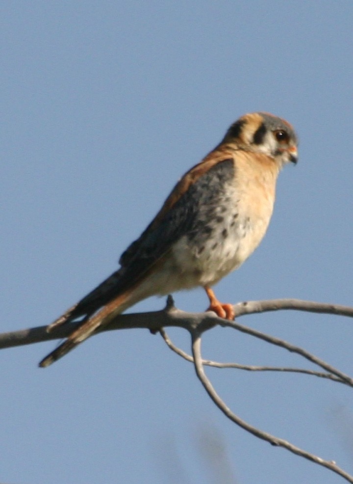 American Kestrel - ML646060792