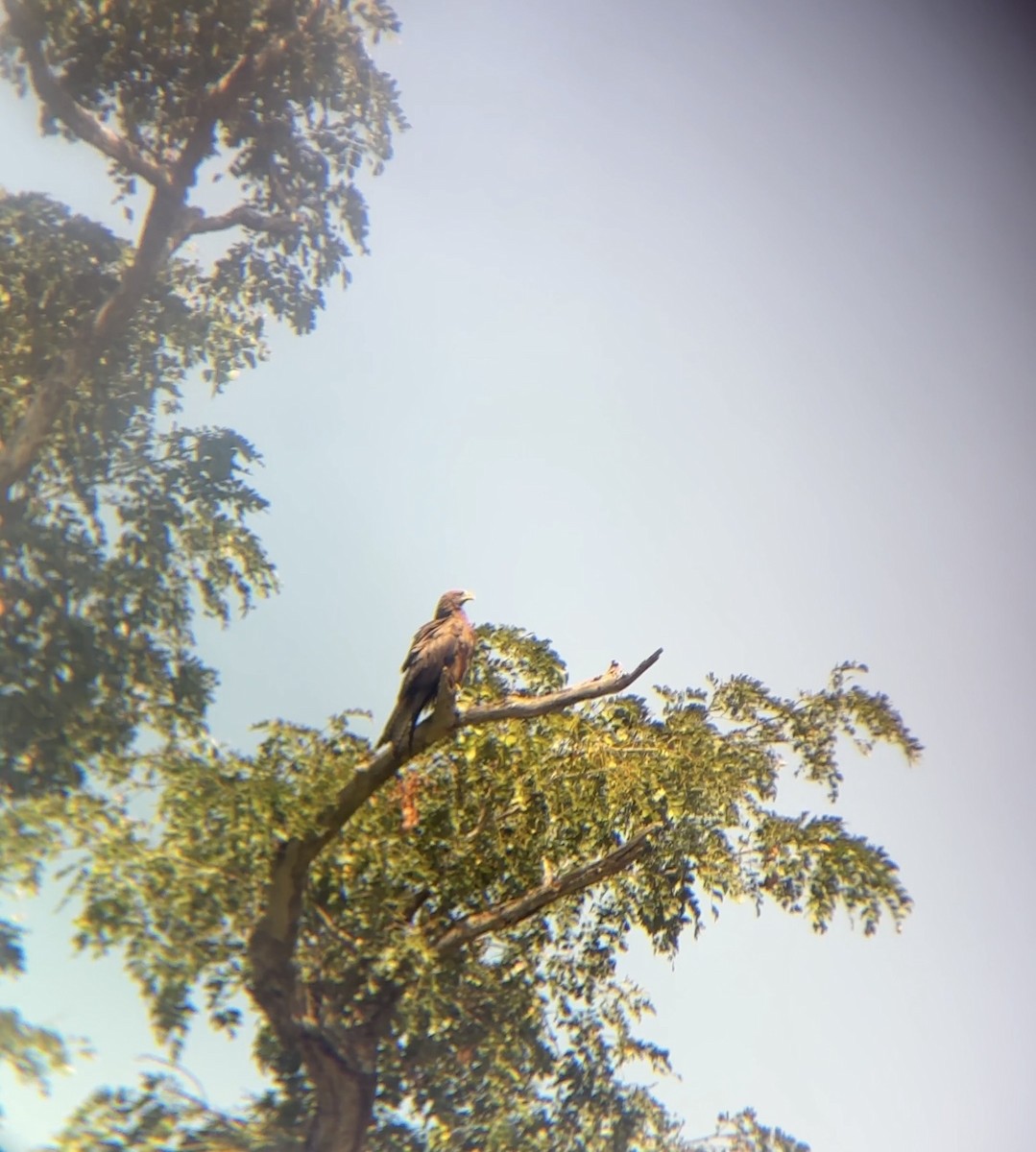 Black Kite - ML646060793