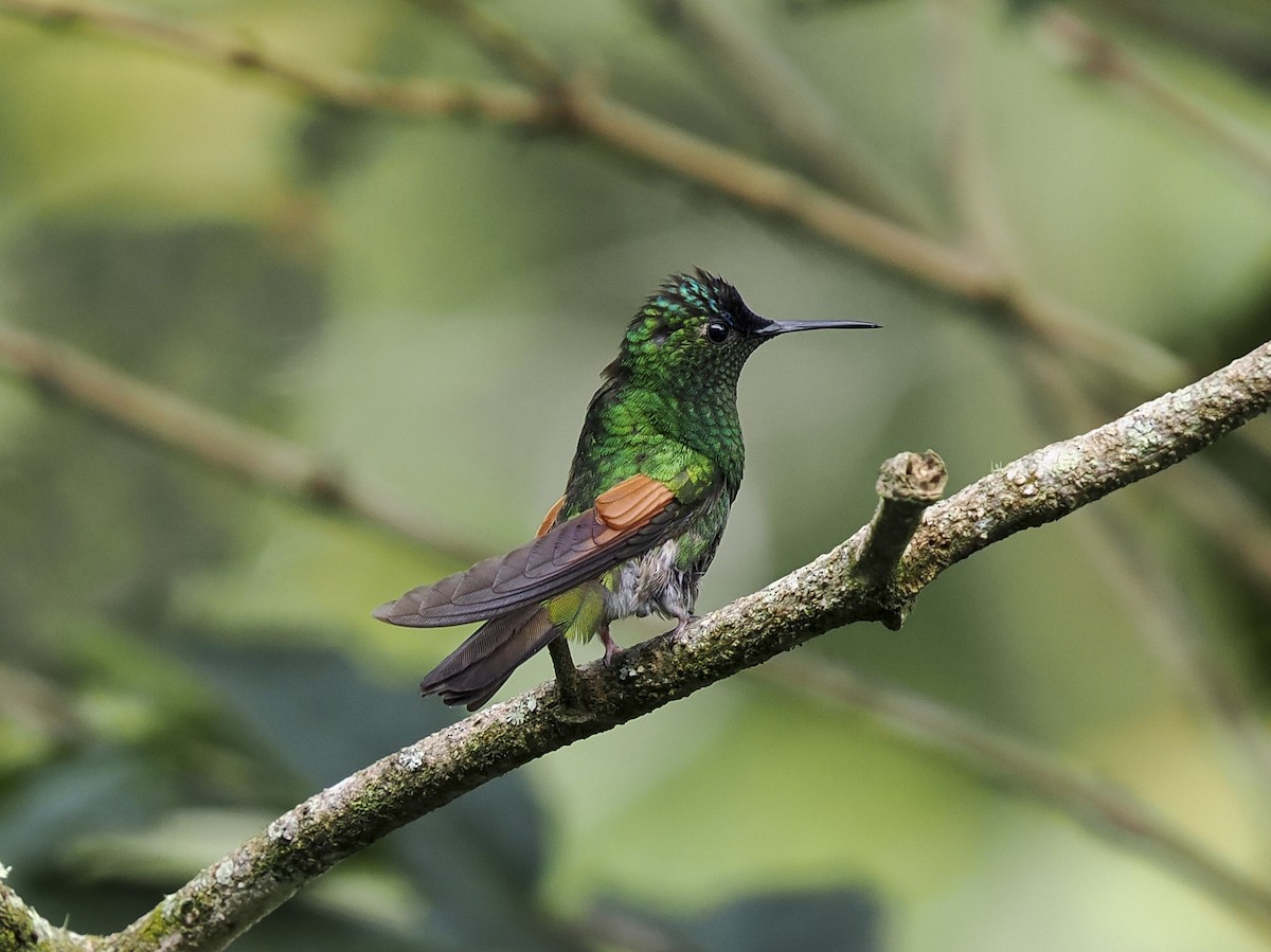Blue-capped Hummingbird - ML646060795