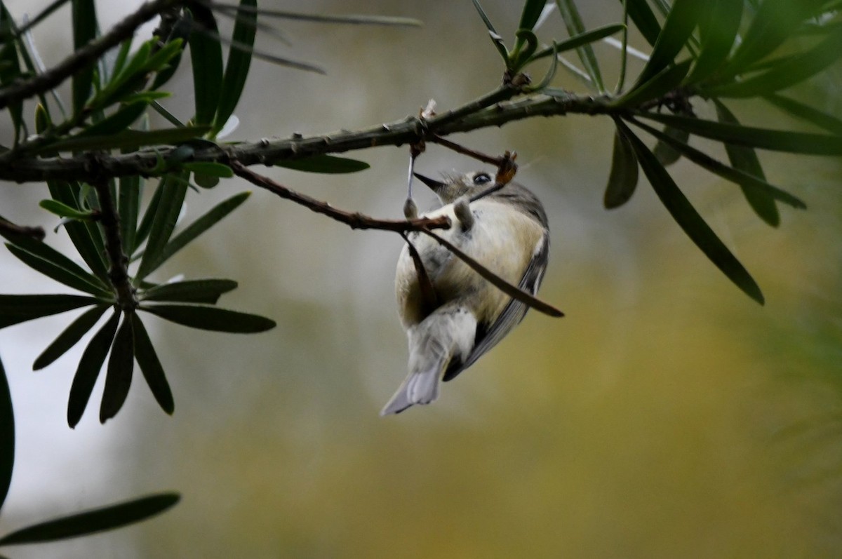 Ruby-crowned Kinglet - ML646060796