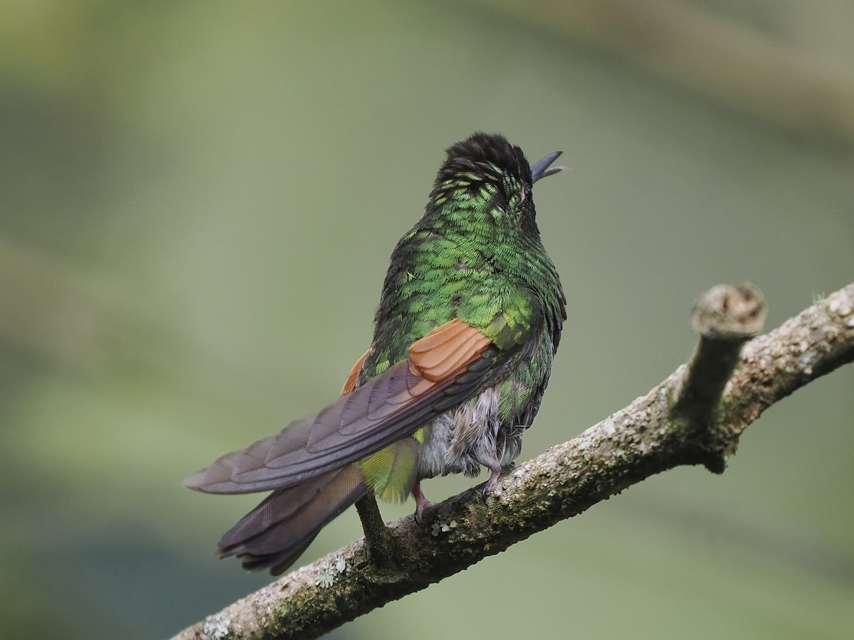 Blue-capped Hummingbird - ML646060797
