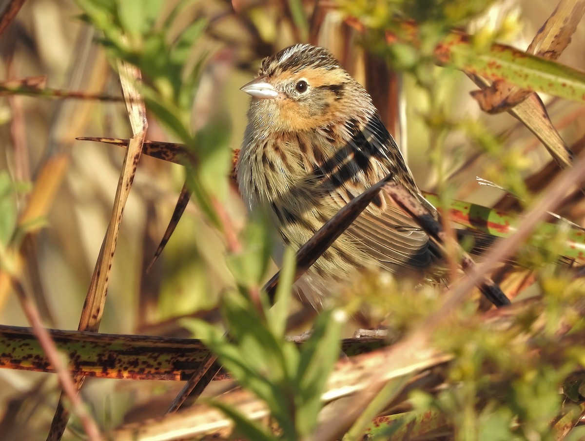 LeConte's Sparrow - ML646060798